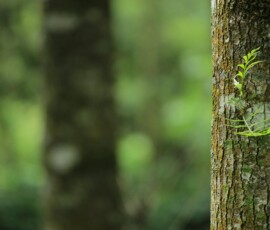 Close-up of mossy tree trunk in forest