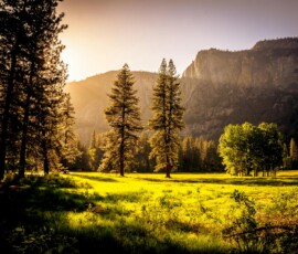 Sunlit meadow with trees and mountains Sunlit meadow with forest and mountains
